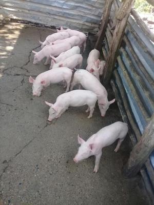 Cerdos de 25 Kilos a  El Kilo