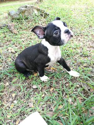 Disponibles Hermosos Boston Terrier