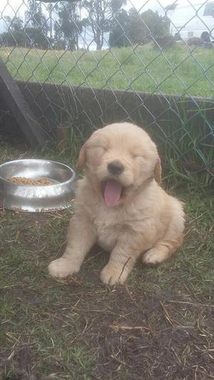 Fantasticos Golden Retriever Garantizado