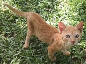 GATICO EN ADOPCIÓN DE 2 A DOS MESES Y MEDIO APROX.