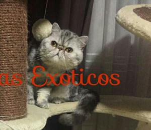 Gatos Persas Exoticos