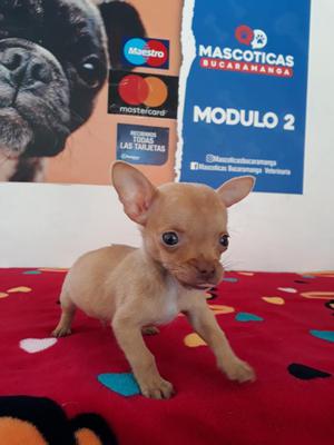 Genuino Chihuahua Macho Mini