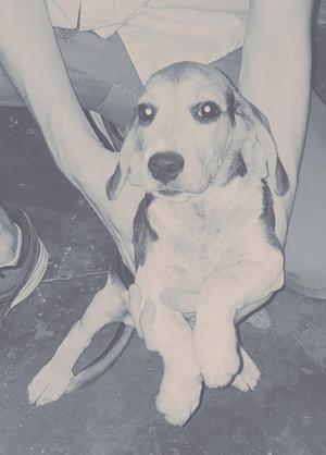 Hermosa Beagle