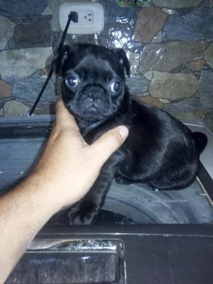 Hermosa Maravillosa Pug Negra