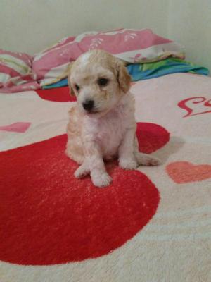 Hermoso French Poodle Minitoy