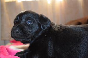 Hermosos Cachorros Labradores Negros