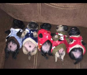 Hermosos Pug