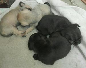 Hermosos Pug