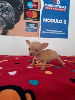 Incomparable Chihuahua Del Mas Pequeño