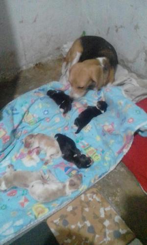 Lindos Cachorros Beagle Limón Y Tricolor
