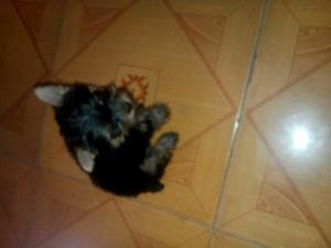 Mini Pincer Y Yorshire Terrier
