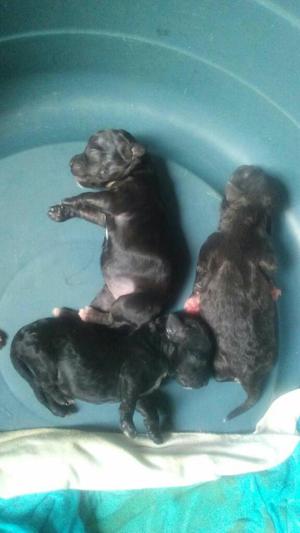 Perritos Poodelf Solo Quedan Tres Hembra