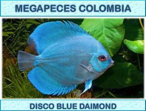 Pez Disco Blue Daimond De 13 Cm Descarte