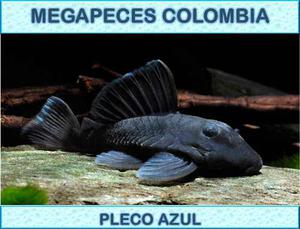 Pez Pleco Azul Megapeces Colombia