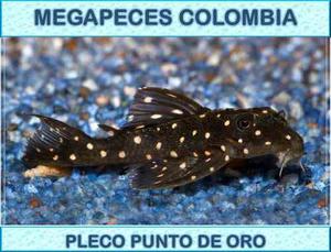 Pez Pleco Punto De Oro Megapeces Colombia