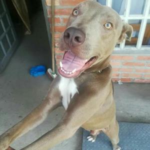 Pitbull Enrasado con Weimaraner