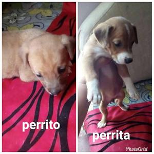 SE DAN EN ADOPCIÓN!!!