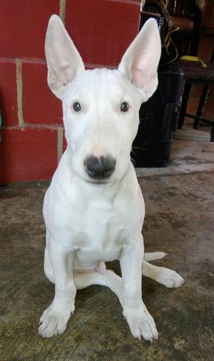 Se Vende Hermoso Bullterrier