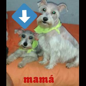 Se Venden Schnauzer Mini