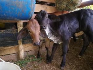 Terneras Gyrolanda Y Holstein X Cebu