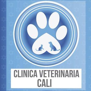 VETERINARIA CALI OFRECE HERMOSOS GATCOS PERSAS ANGORAS Y