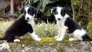 Vendo Hermosos Border Collie