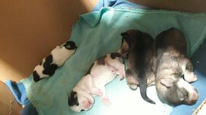 Vendo Hermosos Schnauzer