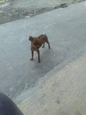 Vendo Pincher