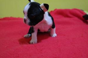 Venta Cachorros Bulldog Frances