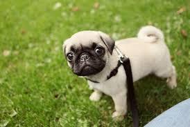 alaventa hermosos cachorro de pug color negro y beis mirar