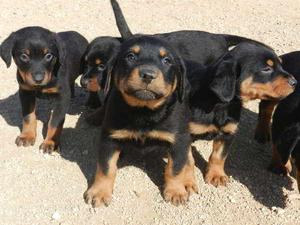 rottweiler con doberman