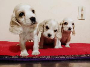 ADORABLES CACHORROS COCKER SPANIEL