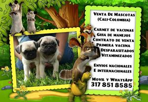 Bellos cachorros Pug en venta ya