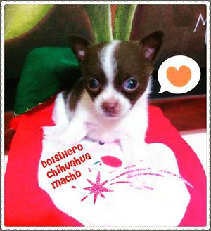 Bombom de Chokote Chihuahua For Sale