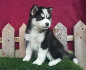 Cachorra Siberian Husky