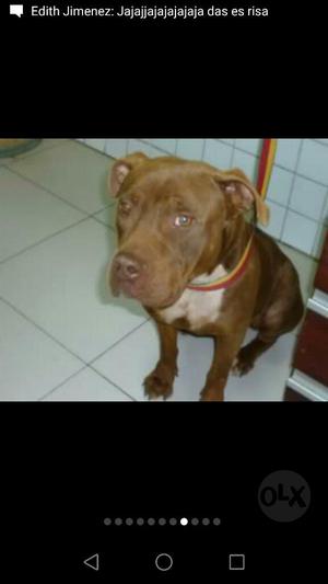 Cachorro Pitbull