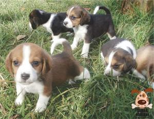 Cachorros Beagle