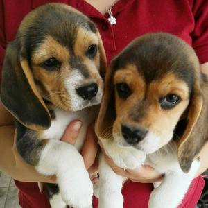 Cachorros Beagles Tricolor