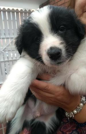 Cachorros Border Collie