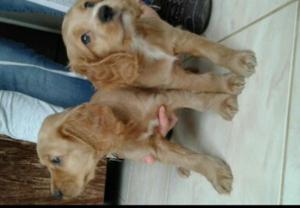Cachorros Cocker Spaniel Disponibles