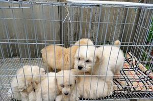 Cachorros French Poodle