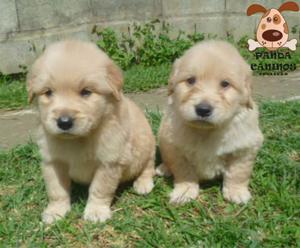 Cachorros Golden Retriever