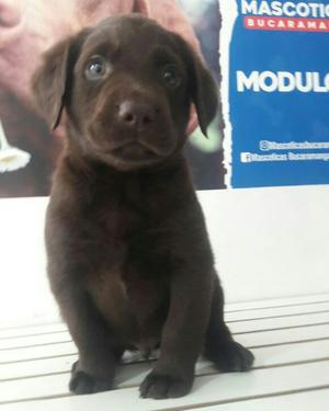 Cachorros Labrador Chocolate