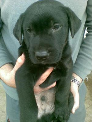 Cachorros Labradores