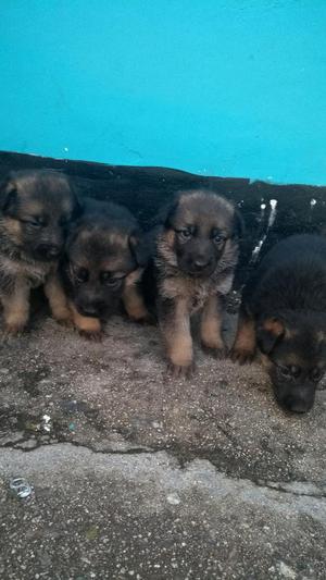 Cachorros Pastor Aleman Disponibles