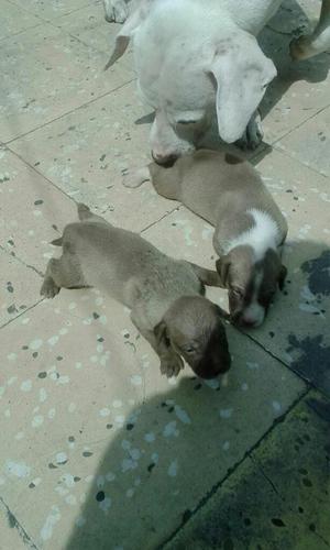 Cachorros Pitbul Cruzados Machos Solo Ha