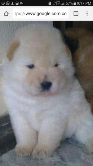 Chow Chow Blanco