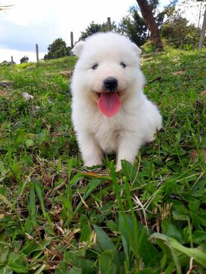 Gangazo cachorros samoyedo puros