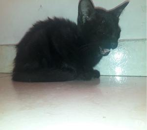 Gatito bebe negro