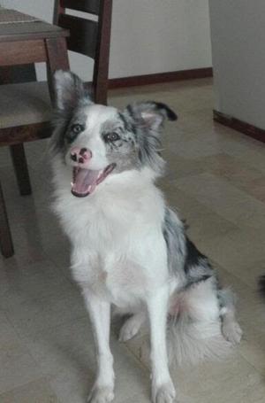 Hembra Border Collie Busca Novio